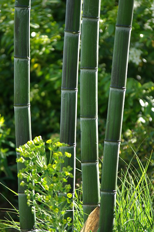 Phyllostachys praecox Violascens 5-2012